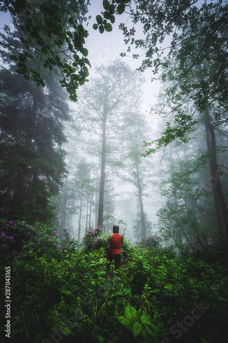 Lonely man in the misty foggy forest.