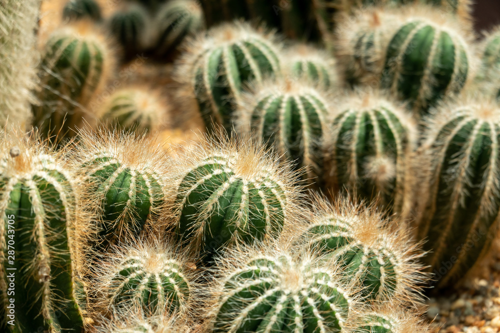 world of cacti world of cacti