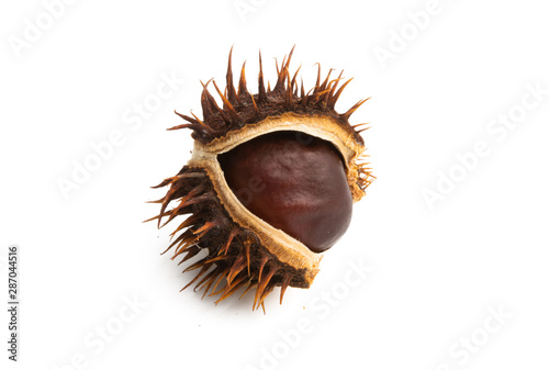 dry chestnut isolated