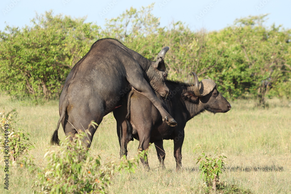 Cape buffalos mating, Masai Mara National Park, Kenya. Cape buffalos mating, Masai Mara National Park, Kenya.