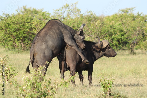 Cape buffalos mating  Masai Mara National Park  Kenya.