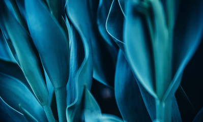 Cyan blue background abstract flora natural from flowers, macro photo