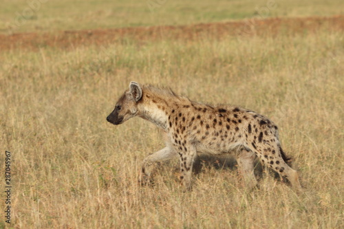 Spotted hyena walking, Masai Mara National Park, Kenya.