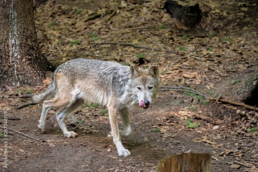 Mexican wolf licking its lips