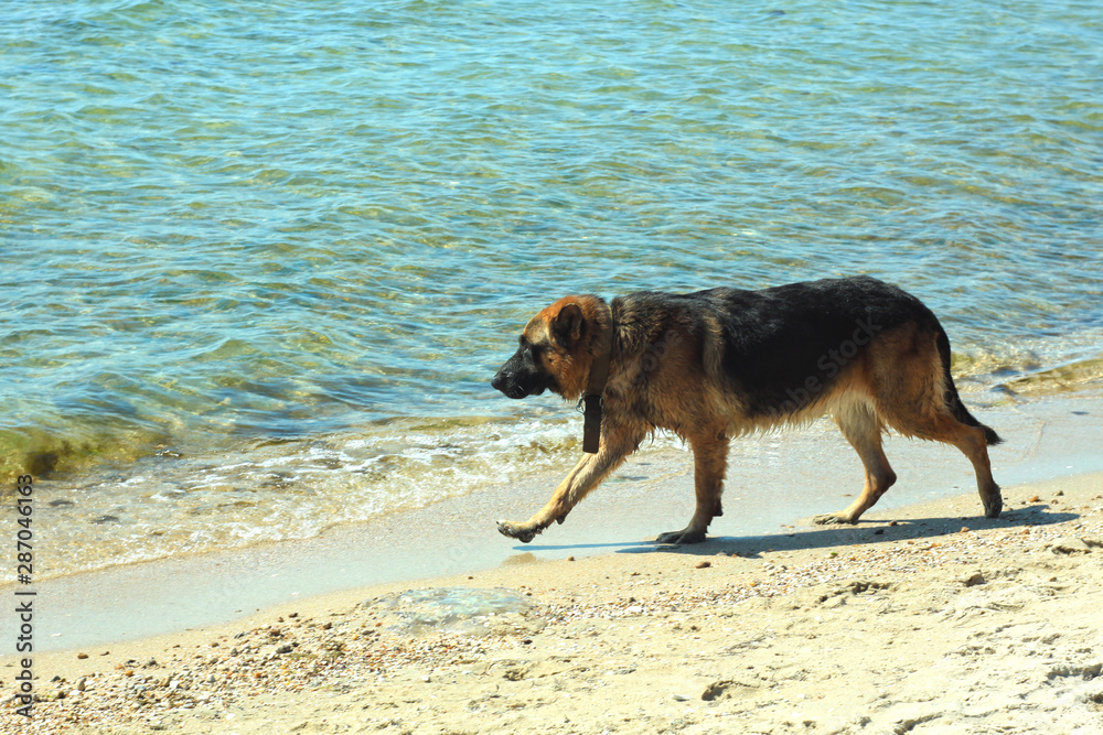 Germany shepherd dog running fast on the sea shore on a water background. Germany shepherd dog running fast on the sea shore on a water background.