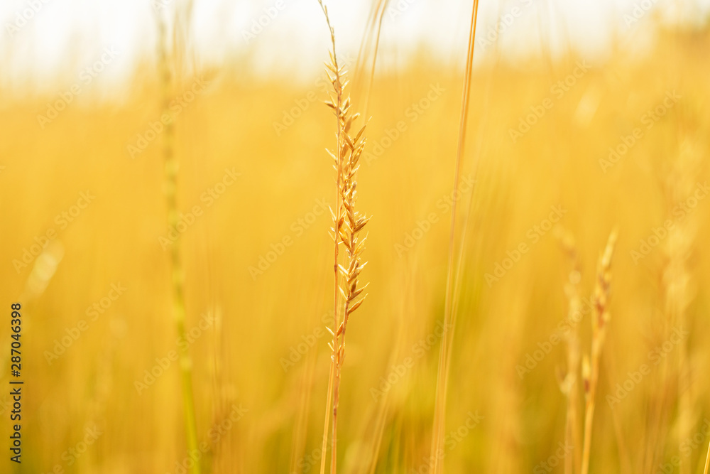 Fototapeta premium Sunrise, yellow grass in the foreground, closeup, toned