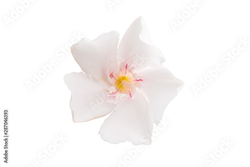 oleander flower isolated