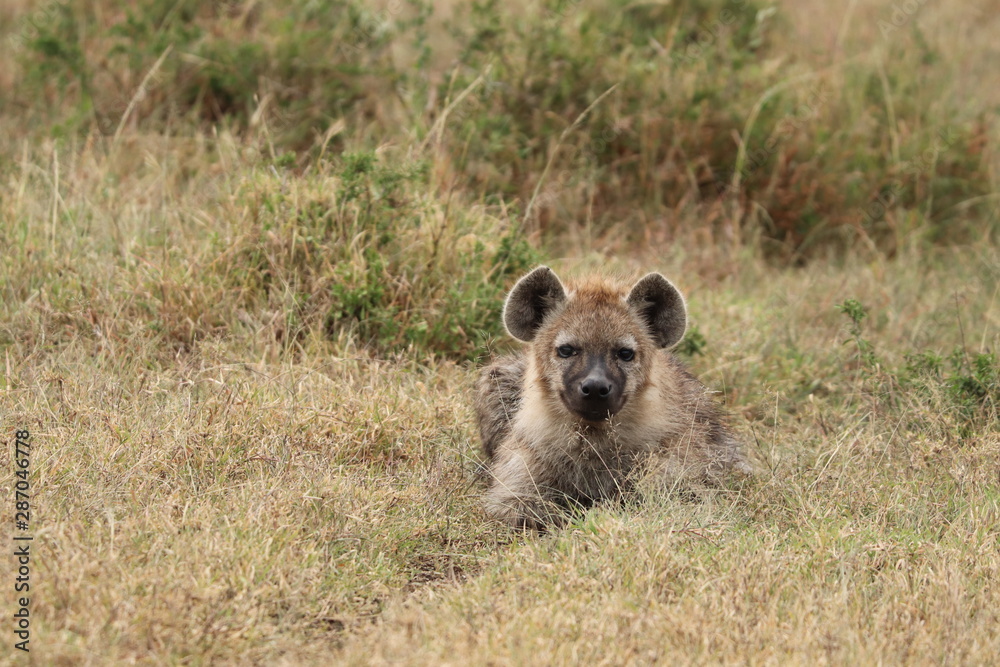 Fototapeta premium Spotted hyena cub resting, Masai Mara National Park, Kenya.