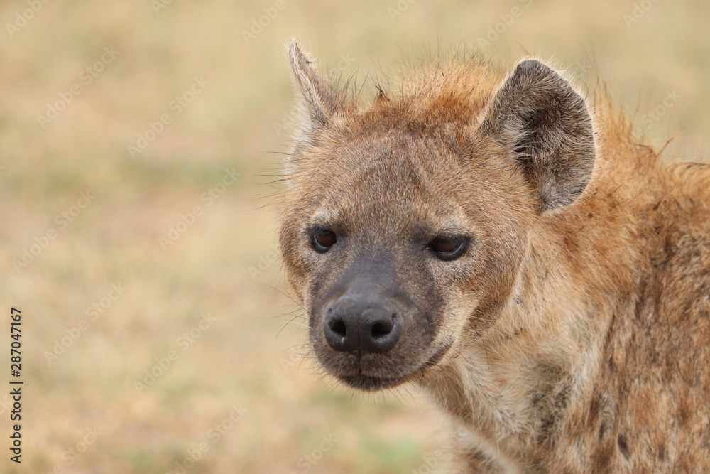 Spotted hyena face, Masai Mara National Park, Kenya. Spotted hyena face, Masai Mara National Park, Kenya.