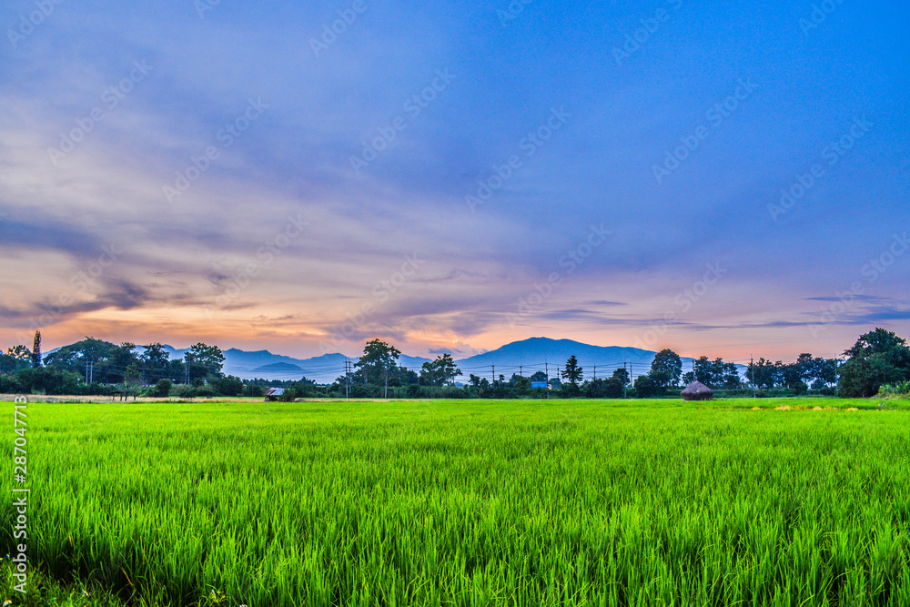 landscape with wheat field and blue sky