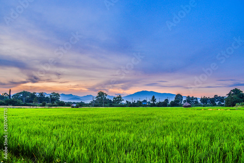 landscape with wheat field and blue sky © kittisak