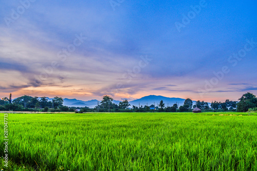landscape with wheat field and blue sky