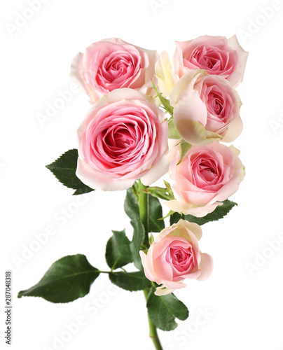 Beautiful blooming rose flowers on white background