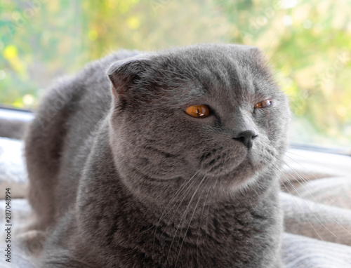 cat looks out the window