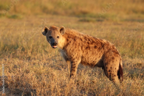 Spotted hyena standing and looking, Masai Mara National Park, Kenya.