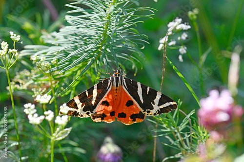 Russischer Bär / Spanische Flagge (Euplagia quadripunctaria) auf einer Wolfsmilch (Euphorbia) - Jersey tiger photo