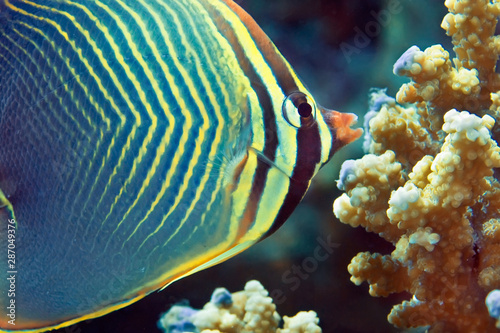The striped butterfly fish is feeding in coral