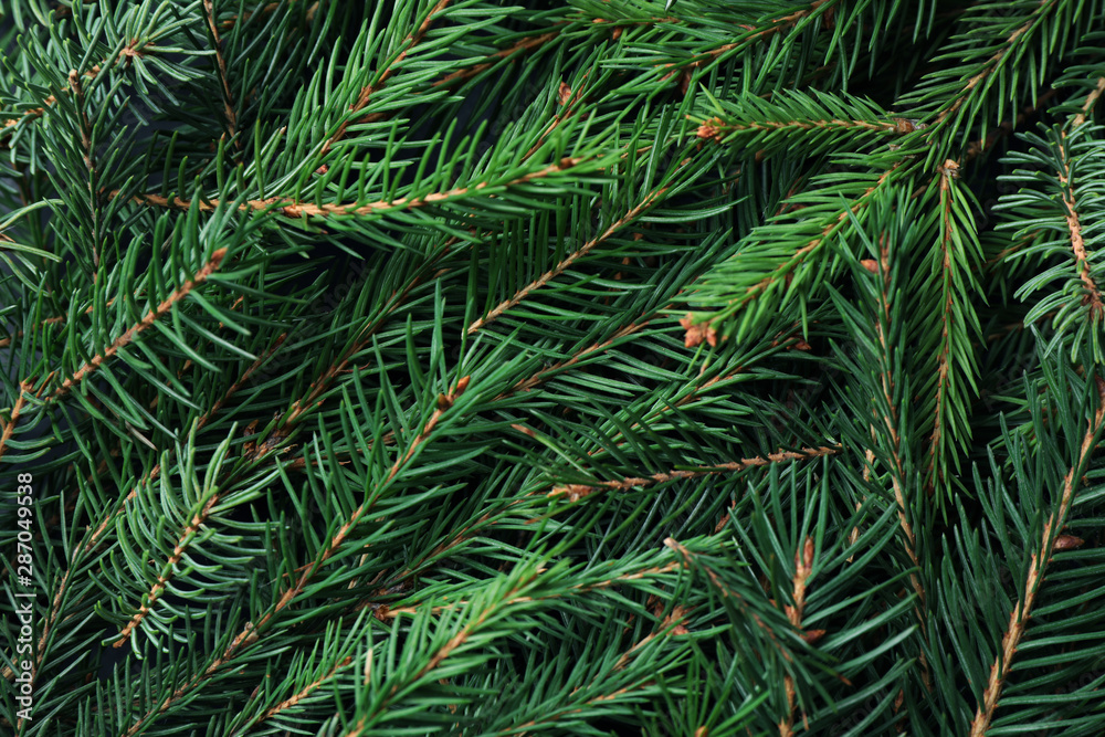 Fototapeta premium Branches of fir tree as background, closeup