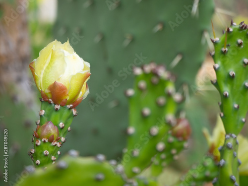 cactus flowers on a hot day © MW Photography 