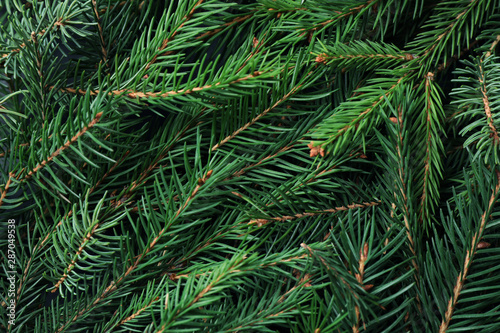 Branches of fir tree as background, closeup