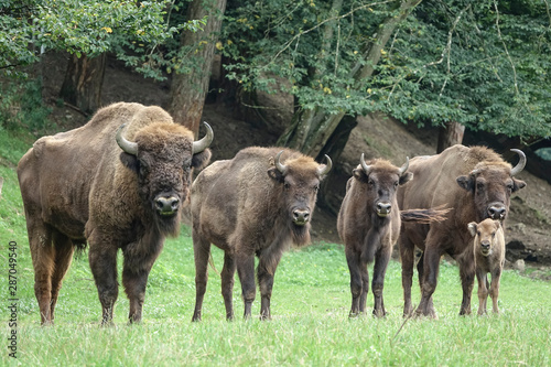European bison herd in the grass