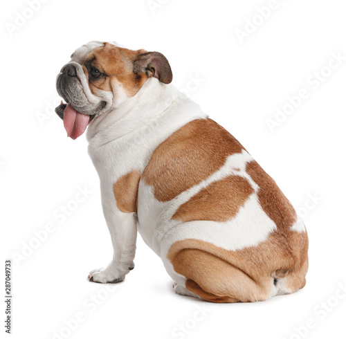 Adorable funny English bulldog on white background © New Africa