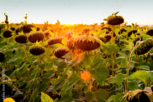 sunflowers at sunset