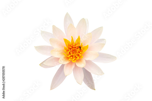 White blooming Colorado lotus and bee on pollen isolated on white background with clipping path