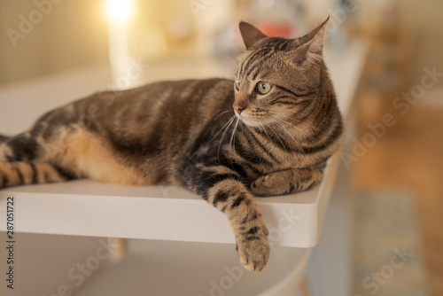 Beautiful short hair cat lying on white table at home