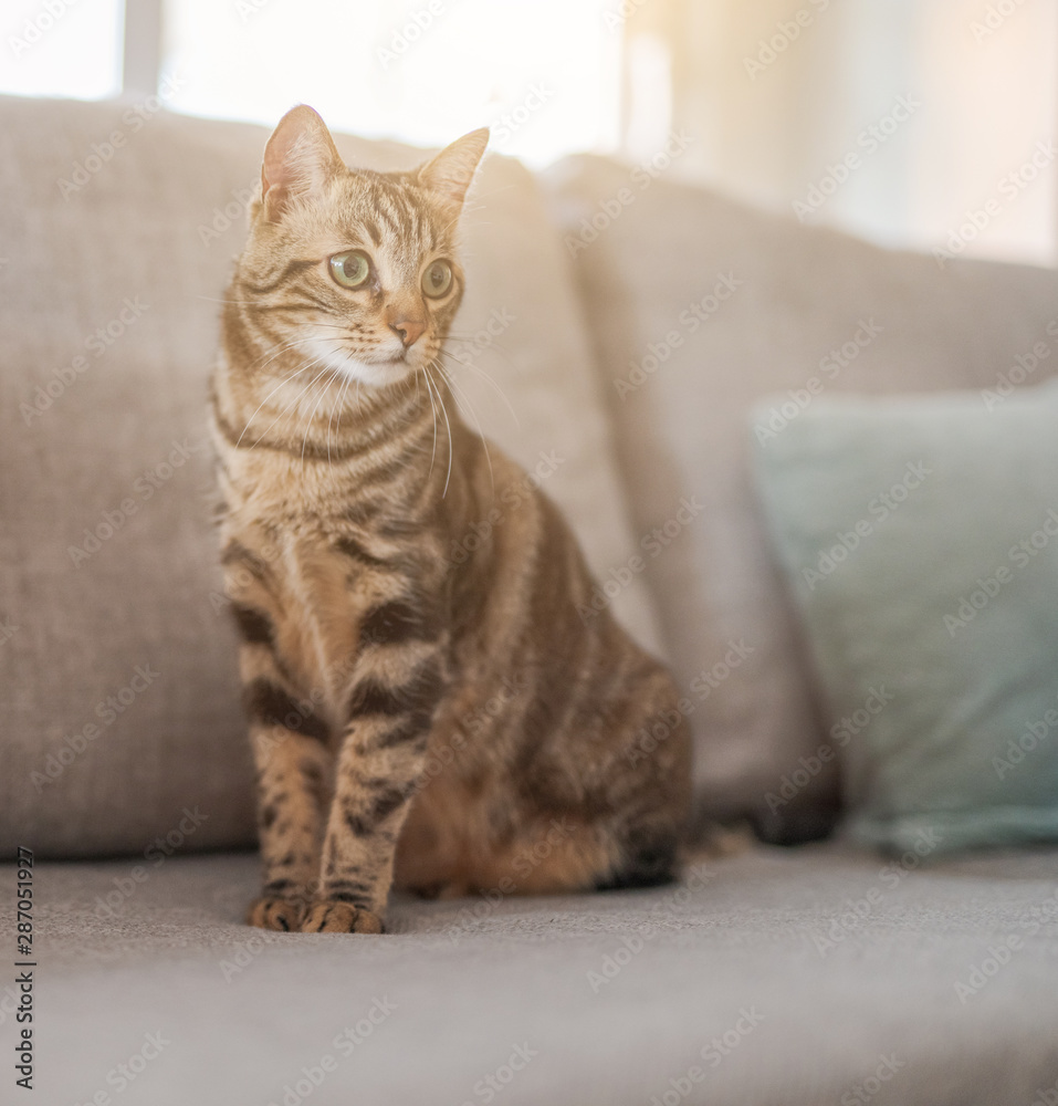 Beautiful short hair cat lying on the sofa at home Beautiful short hair cat lying on the sofa at home