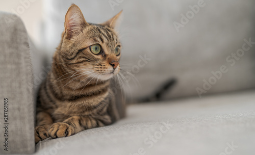 Piękny kot z krótkimi włosami, leżąc na kanapie w domu