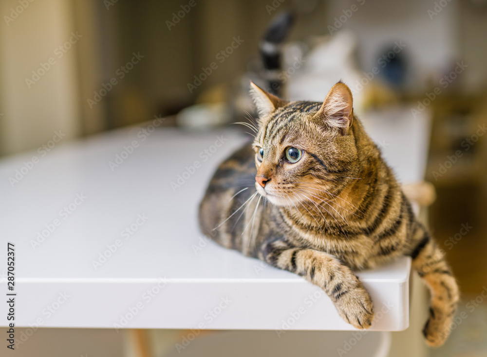 Beautiful short hair cat lying on white table at home Beautiful short hair cat lying on white table at home