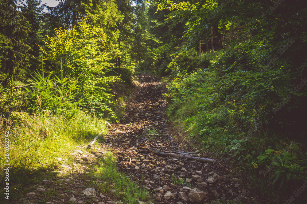 path in forest path in forest