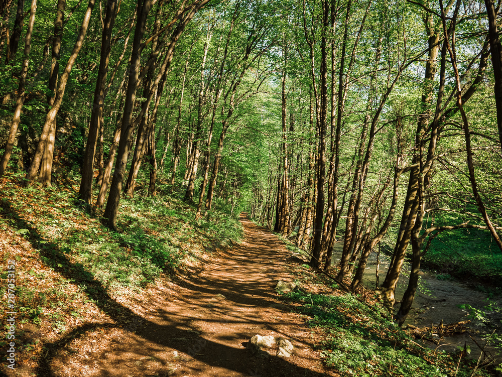 Obraz premium path in forest