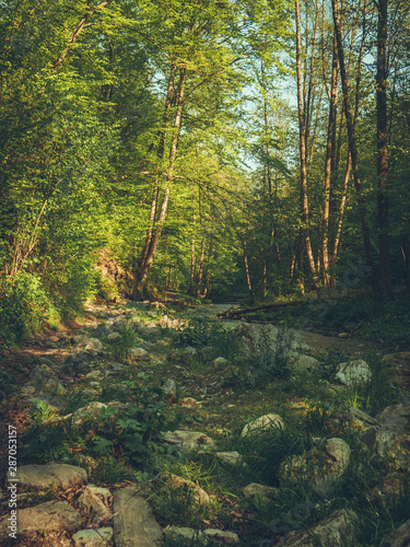Fototapeta Naklejka Na Ścianę i Meble -  forest in the morning