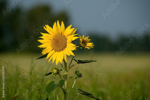 Russia. Altai territory. Road Petrozavodsk-Kulunda on the vast fields planted with sunflowers and wheat.