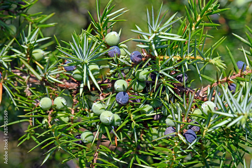 Heide-Wacholder / Gemeiner Wacholder (Juniperus communis) - common juniper photo
