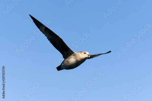 Fulmar boréal,  Pétrel fulmar, .Fulmarus glacialis, Northern Fulmar