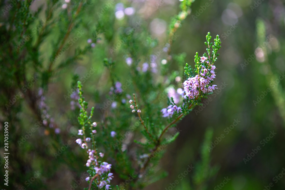 Heather bushes in the forest. Sunny day. Blooming forest flowers. Heather bushes in the forest. Sunny day. Blooming forest flowers.