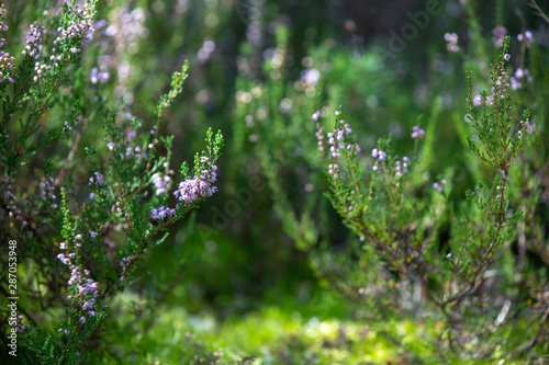 Heather bushes in the forest. Sunny day. Blooming forest flowers.