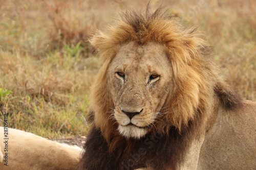Male lion resting face closeup  Masai Mara National Park  Kenya.