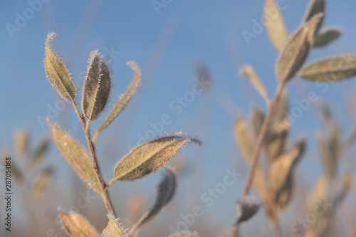 Foliage in hoarfrost.   Hoarfrost in autumn. Cold weather on a sunny morning. Cold autumn. Frosty grass. © Alex