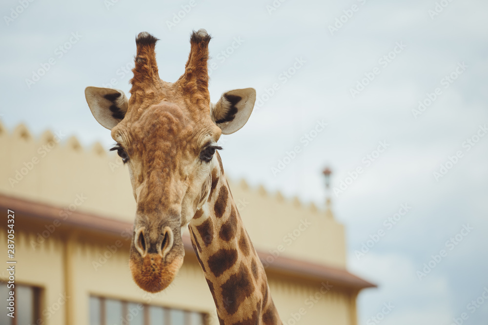 Obraz premium Giraffe. Giraffe head on sky background close-up