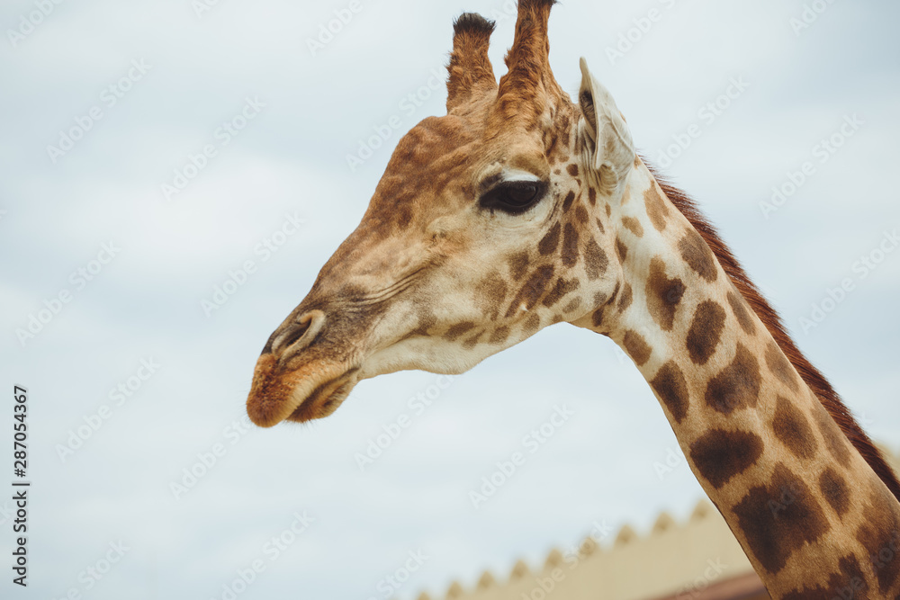 Giraffe. Giraffe head on sky background close-up Giraffe. Giraffe head on sky background close-up