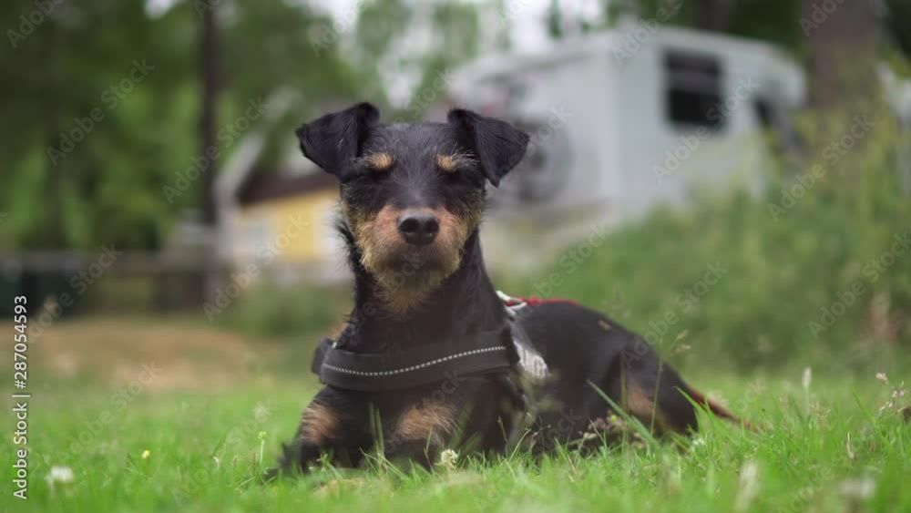 Lockdown: Dog Lying on the Grass While Curiously Looking Around the Area - Smaland, Sweden Lockdown: Dog Lying on the Grass While Curiously Looking Around the Area - Smaland, Sweden