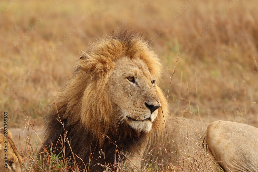 Male lion face closeup, Masai Mara National Park, Kenya.