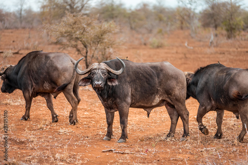 Wild African Buffalo walking around in Kruger National Park in South Africa grassing on the Savannah deserted landscape and watched by Safari adventure tourists © Thomas Jastram