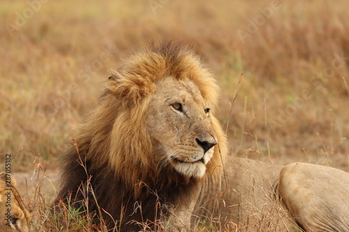 Male lion face closeup  Masai Mara National Park  Kenya.