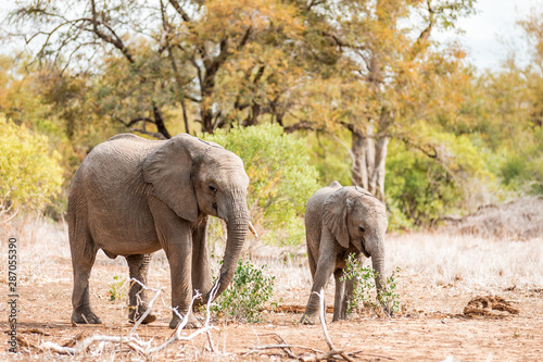 Elephant family with young animals in the Kruger National Park in South Africa staying together near a water hole observed from Safari adventure tourists