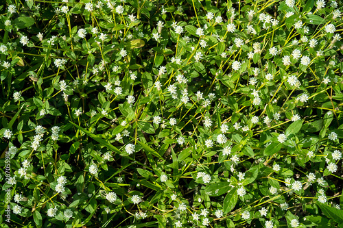 Gomphrena celosioides (GOMPHRENA GLOBOSA LINN.) photo